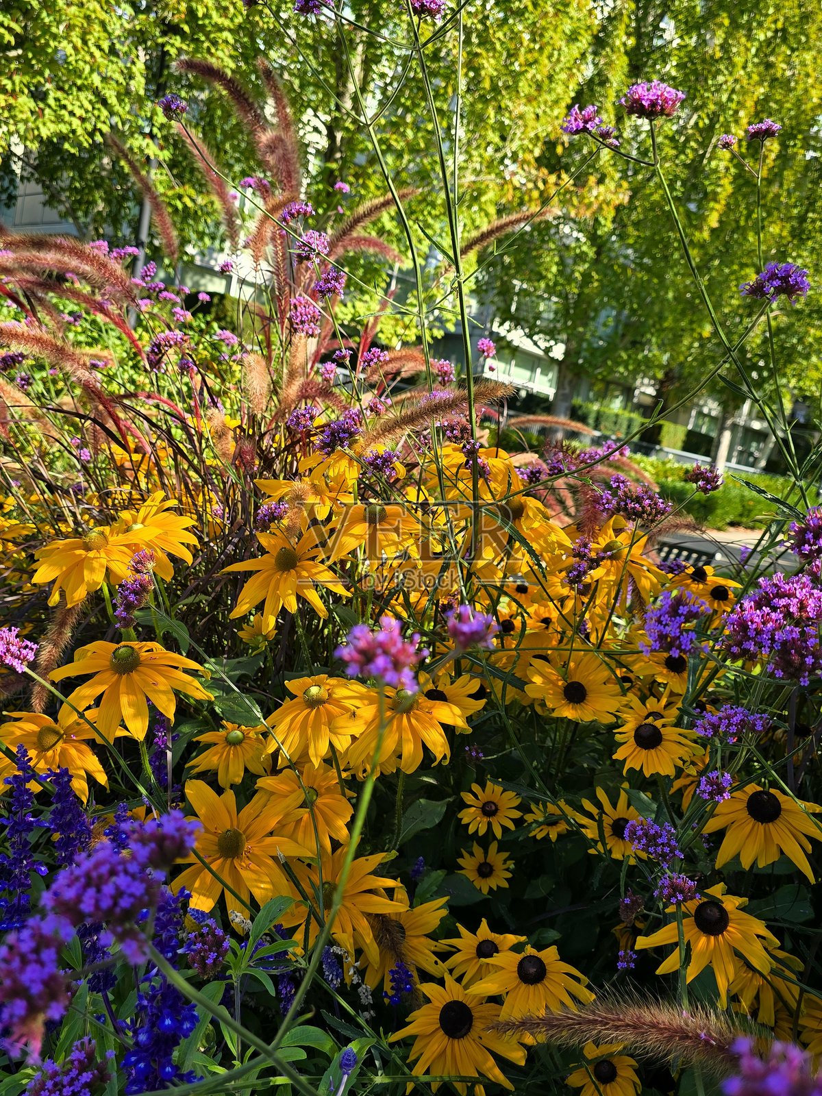 2025年8月23日，阳光明媚的早晨，从海滨绿道步行道看到的温哥华耶鲁镇乔治·韦恩伯恩公园里的花卉和植物。照片摄影图片