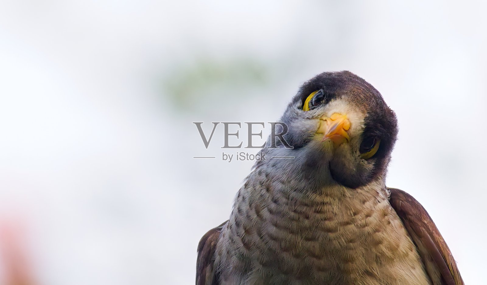 啊？照片摄影图片