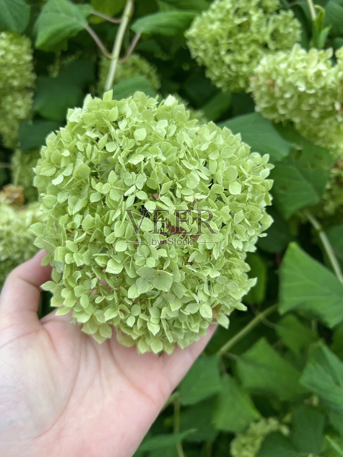 Annabelle 绣球花，嫩绿盛开。球状花簇衬托繁茂绿叶。流行的观赏灌木，非常适合花园、景观美化和季节性装饰摄影。照片摄影图片