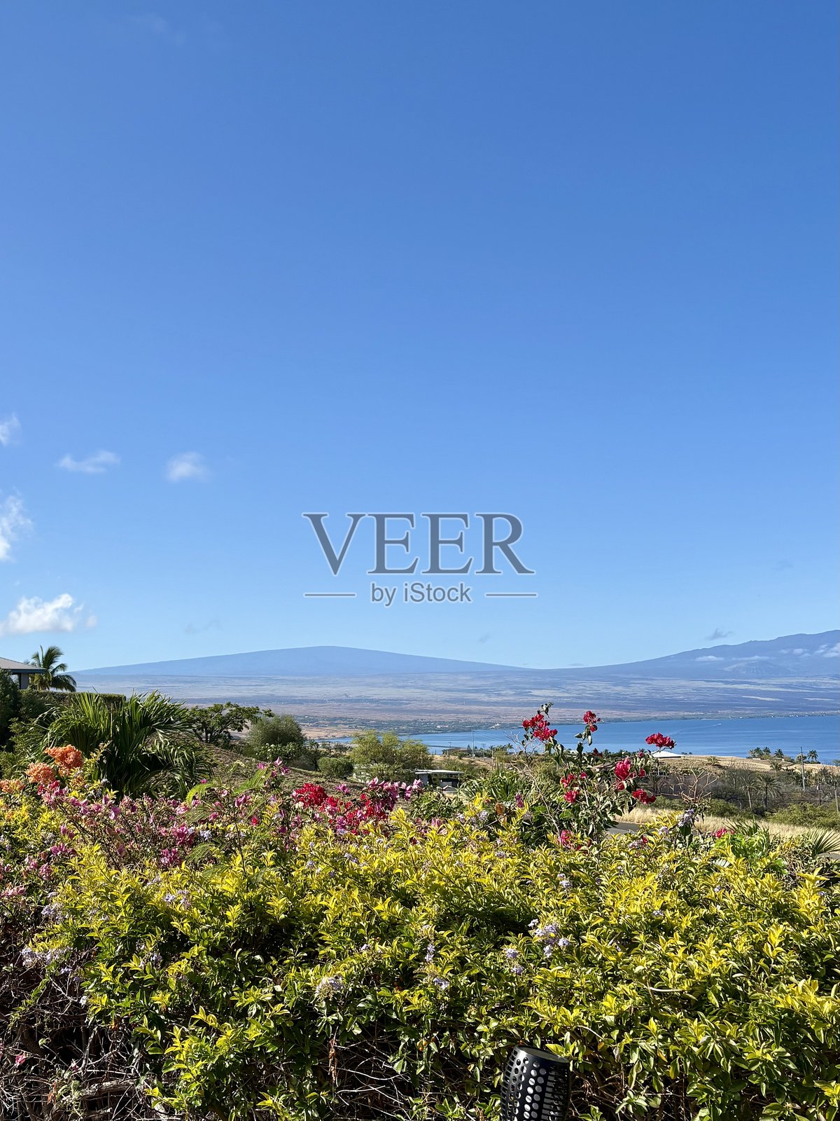 海景与九重葛照片摄影图片