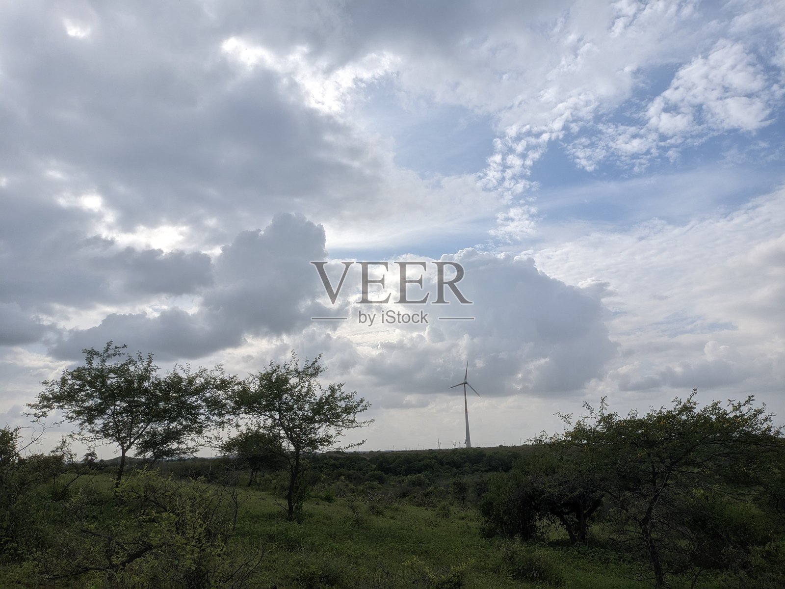 印度古吉拉特邦的刺槐树照片摄影图片