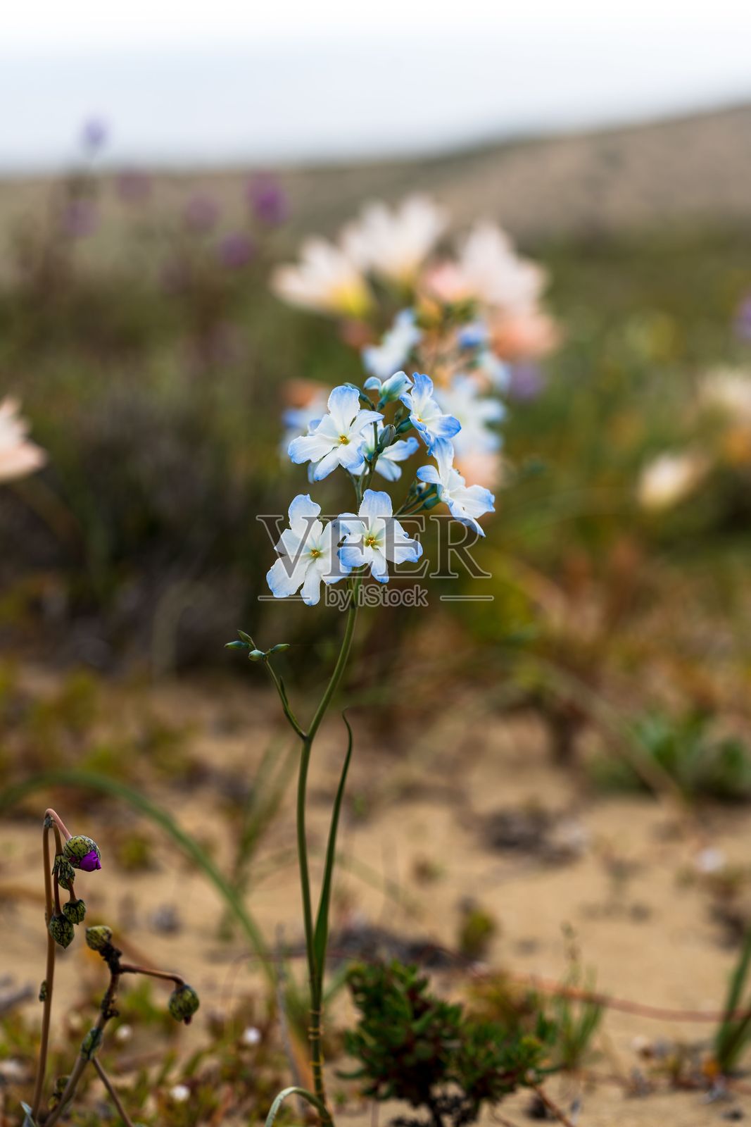 Close-up of Zephyra elegans flowers amidst the sandy dunes of the Flowering Desert near Huasco.照片摄影图片
