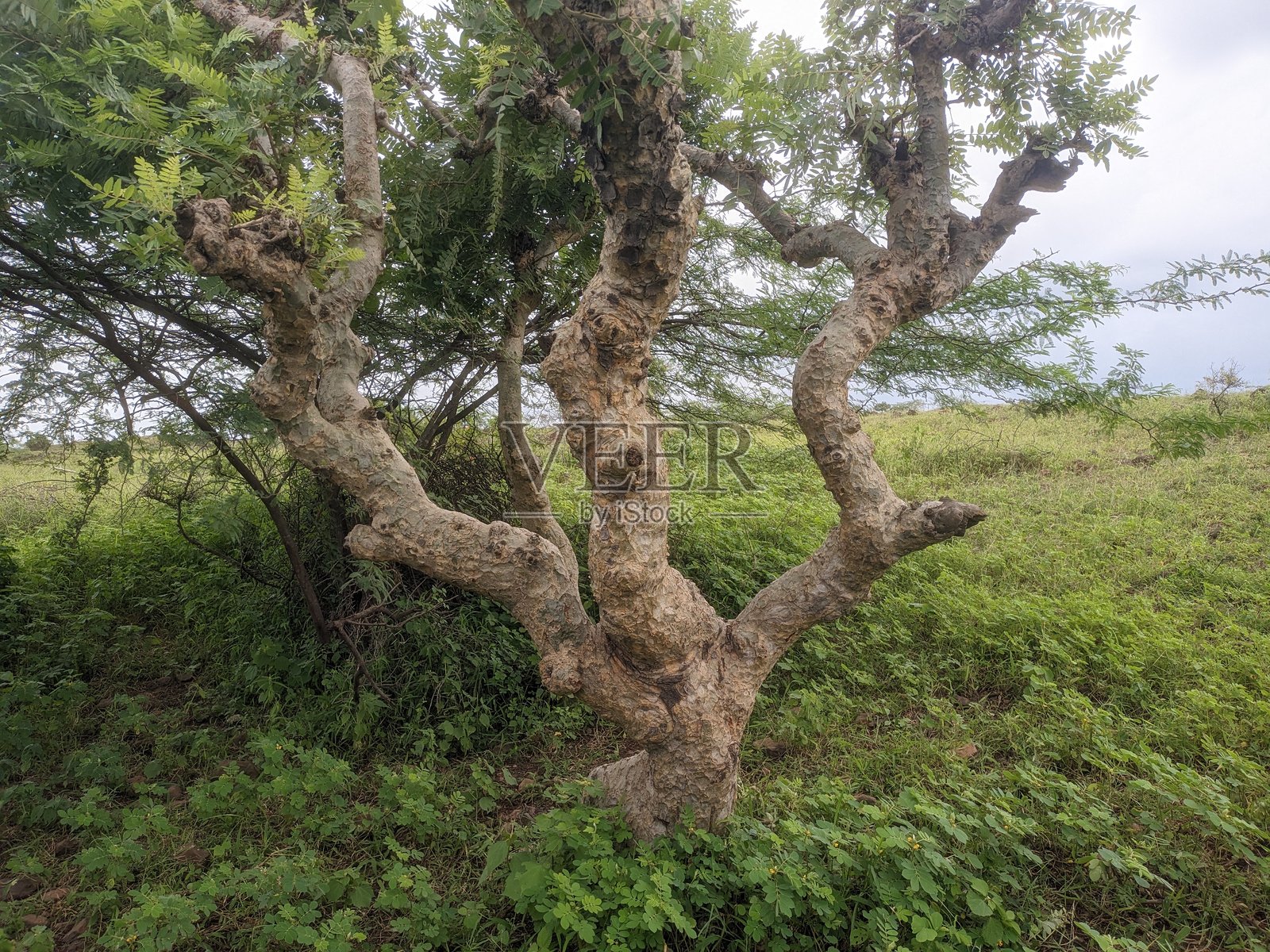 乳香（印度乳香）树照片摄影图片