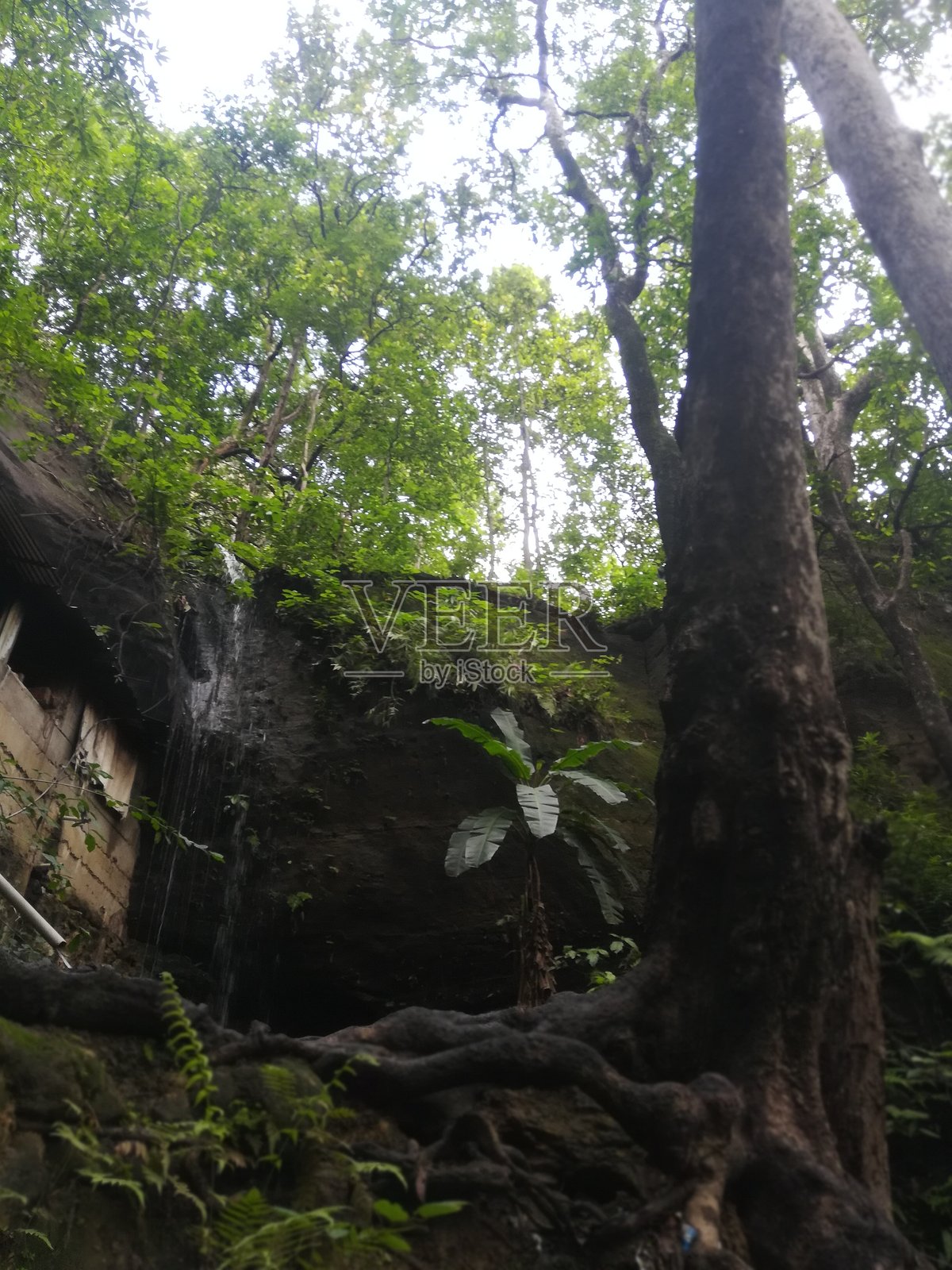 俯视角度下的森林景观照片摄影图片