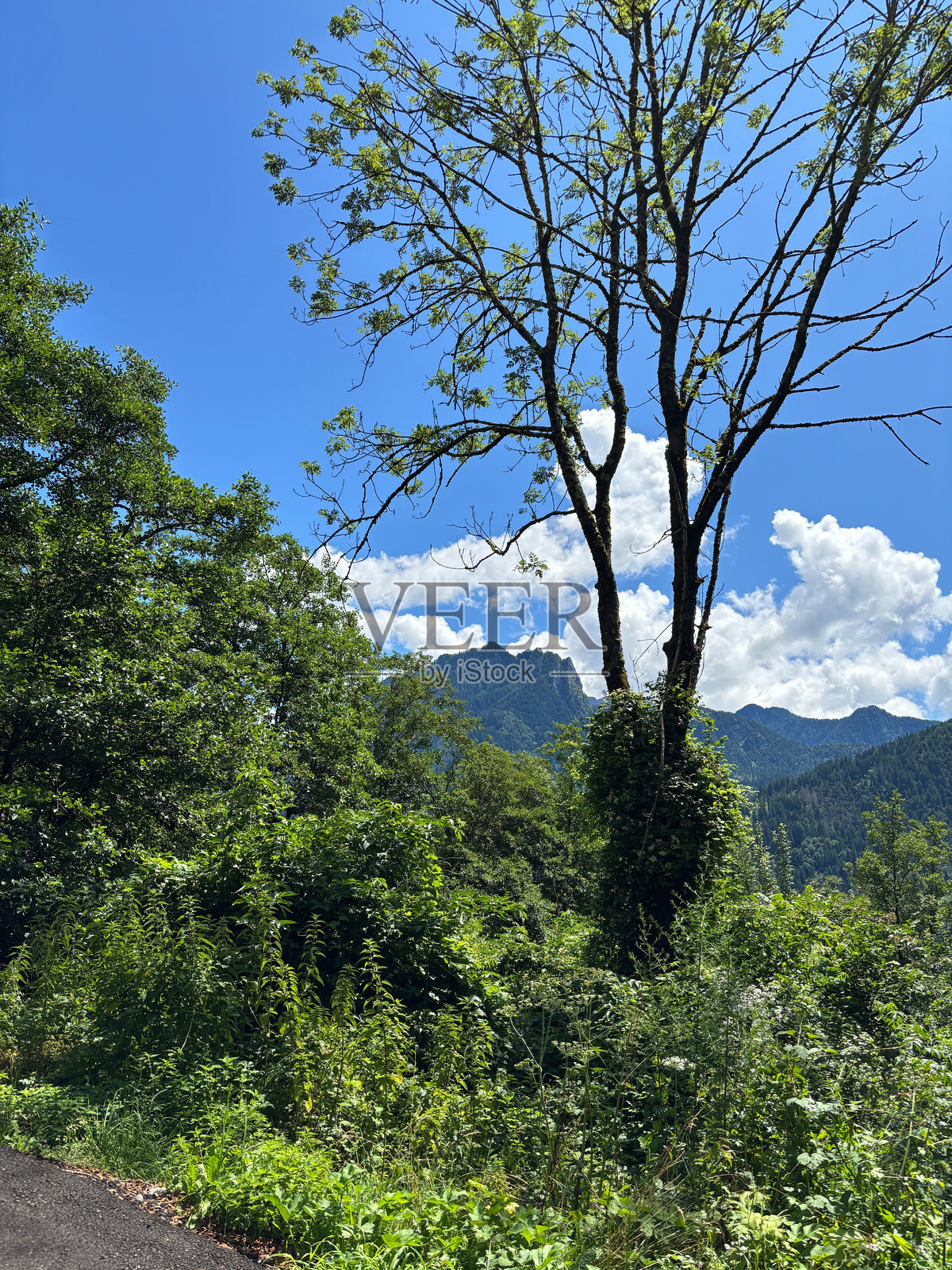 茂密的森林中的山景照片摄影图片
