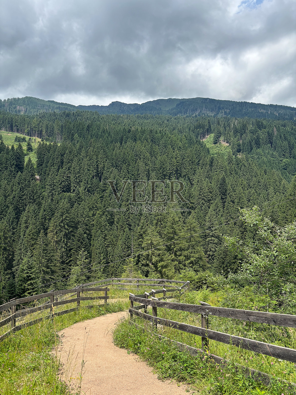 风景优美的山路穿过常绿森林照片摄影图片