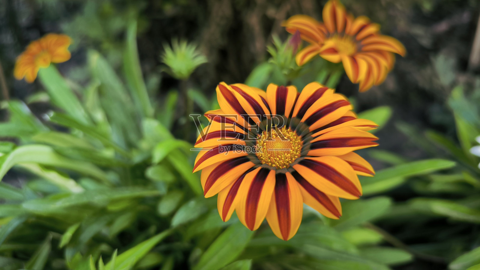 蜜蜂采集花粉的盛开的橙色和黄色宝藏花（Treasure flower）照片摄影图片