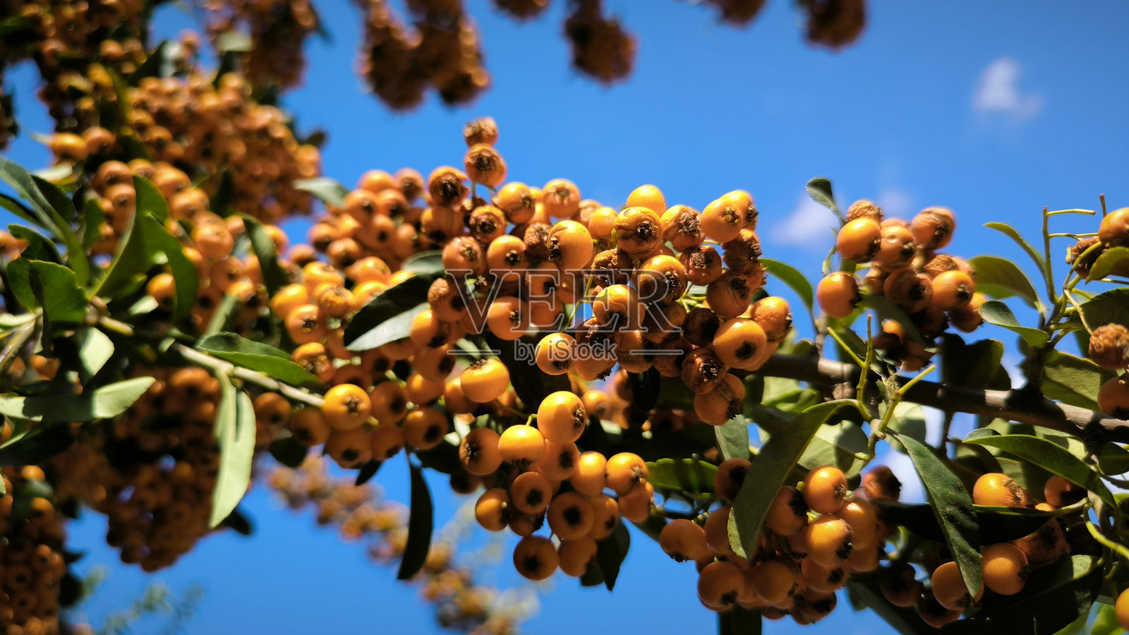 火棘树枝上结有橙色浆果，背景是蓝天照片摄影图片