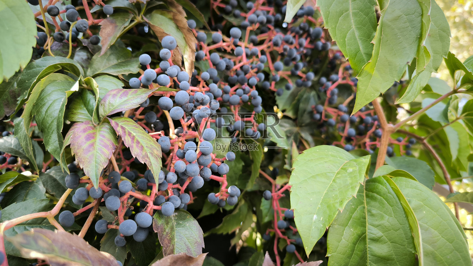 秋季的弗吉尼亚常春藤，叶子和浆果色彩斑斓。照片摄影图片