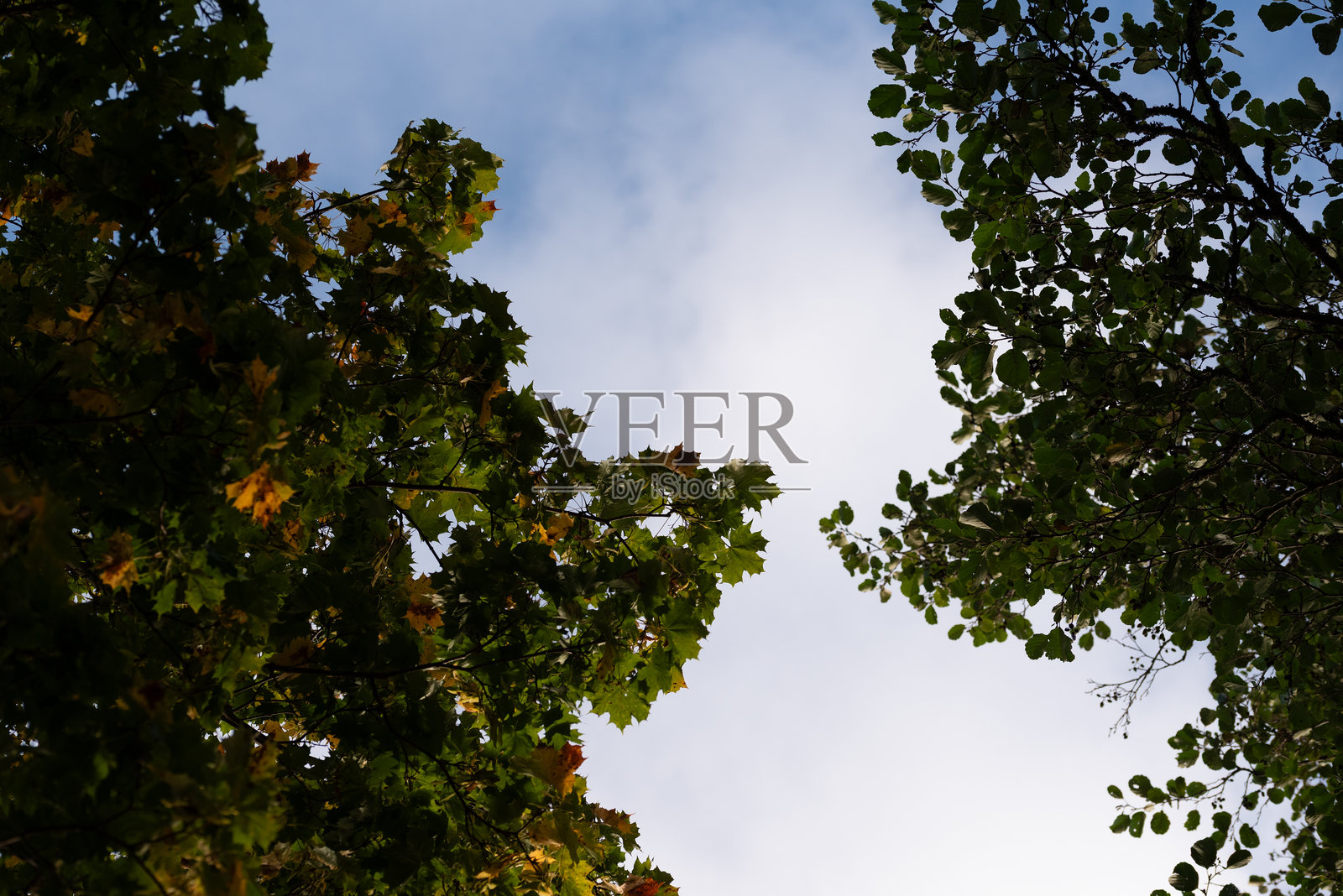 绿色的树枝映衬着蓝天照片摄影图片