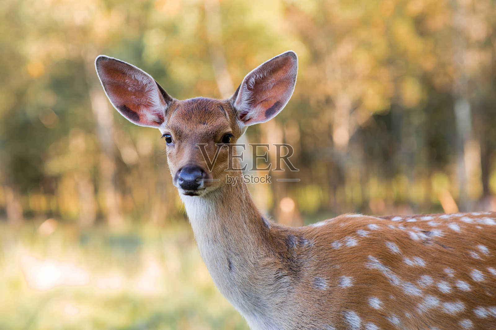 肖像。鹿在其自然栖息地，在一片私人生态农场的森林中。畜牧业。对动物的爱。照片摄影图片