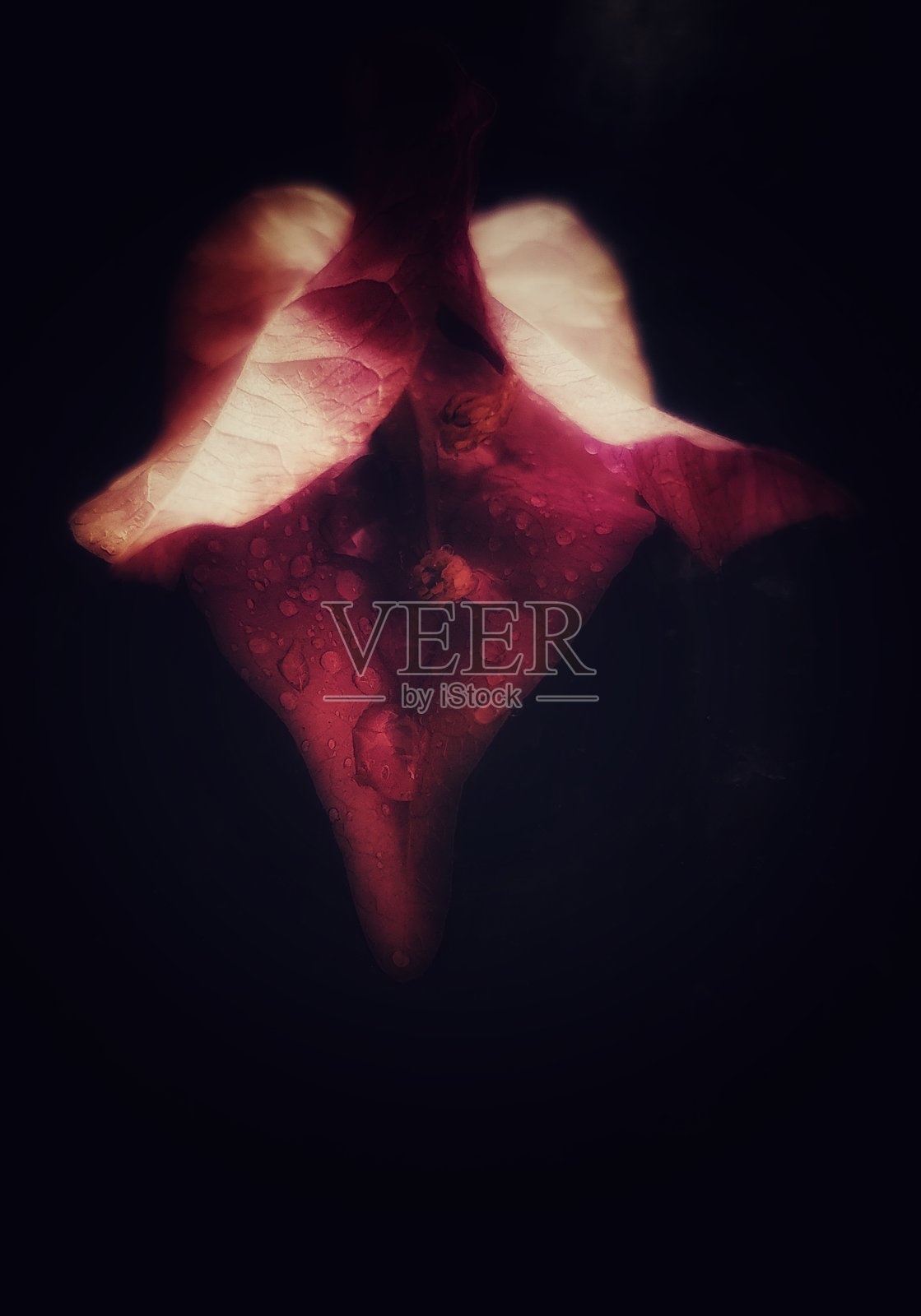 雨天并非伤感的理由。照片摄影图片