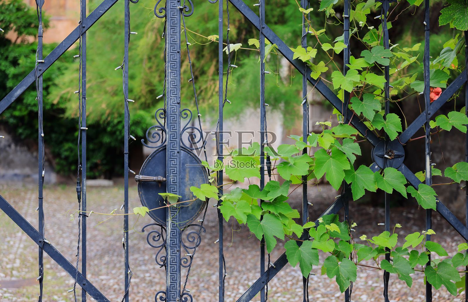 爬满藤蔓的装饰铁艺大门照片摄影图片