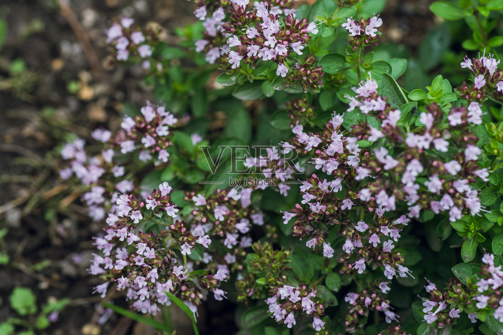 花园里牛至“Diablo”植物的小紫花照片摄影图片