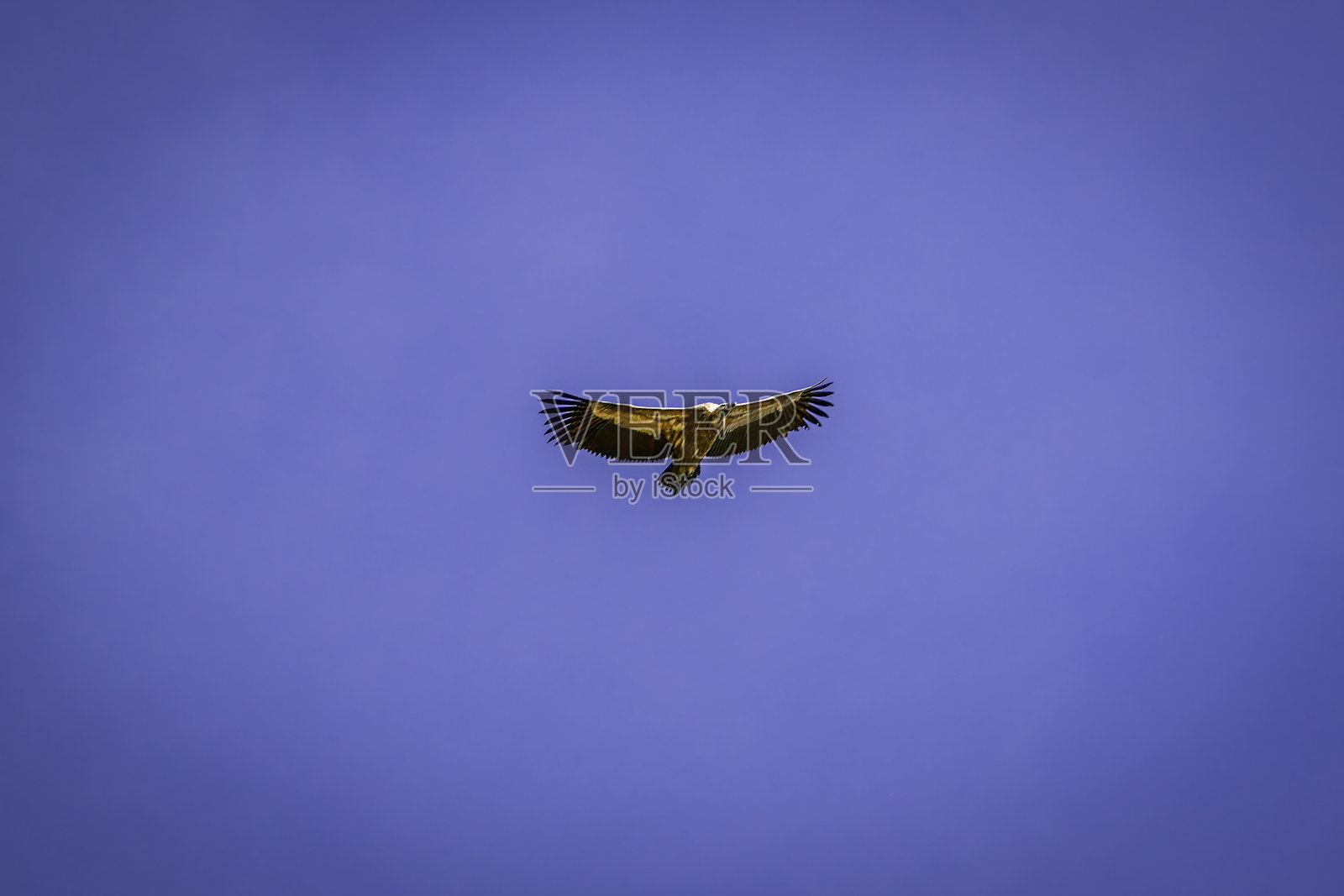 一只成年欧亚兀鹫在高分辨率彩色图像中翱翔在意大利晴朗湛蓝的天空中。摄于勃朗峰环线（TMB）步道。照片摄影图片