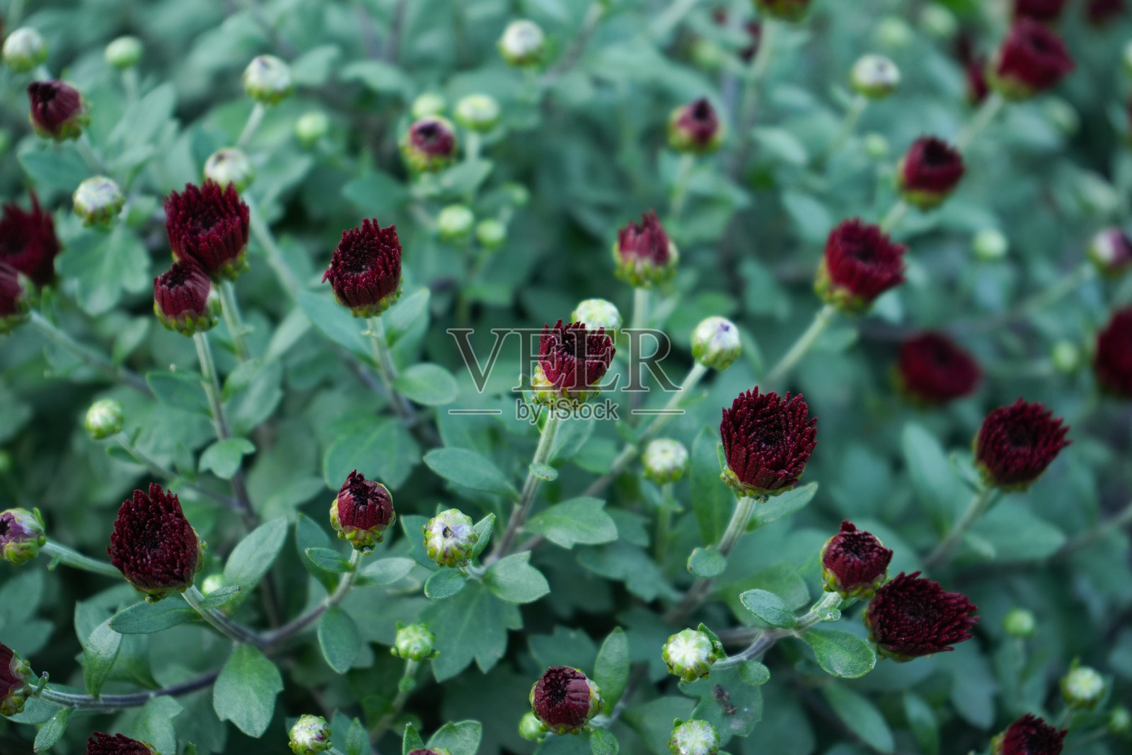 深红色菊花花蕾特写照片摄影图片