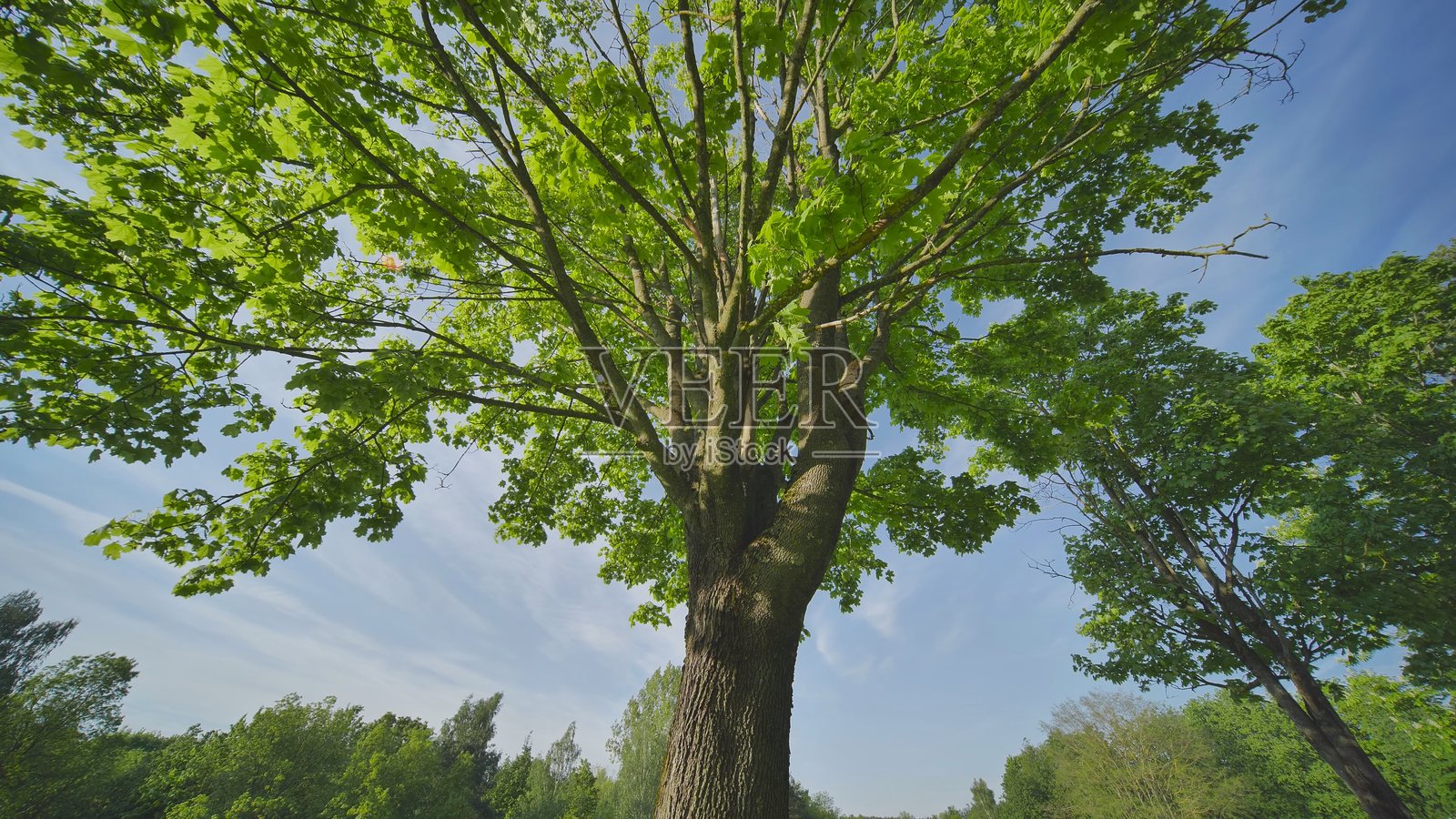 枝繁叶茂的枫树向天空伸展，翠绿的叶子与明亮的蓝色背景形成鲜明对比，宁静的林地风光照片摄影图片