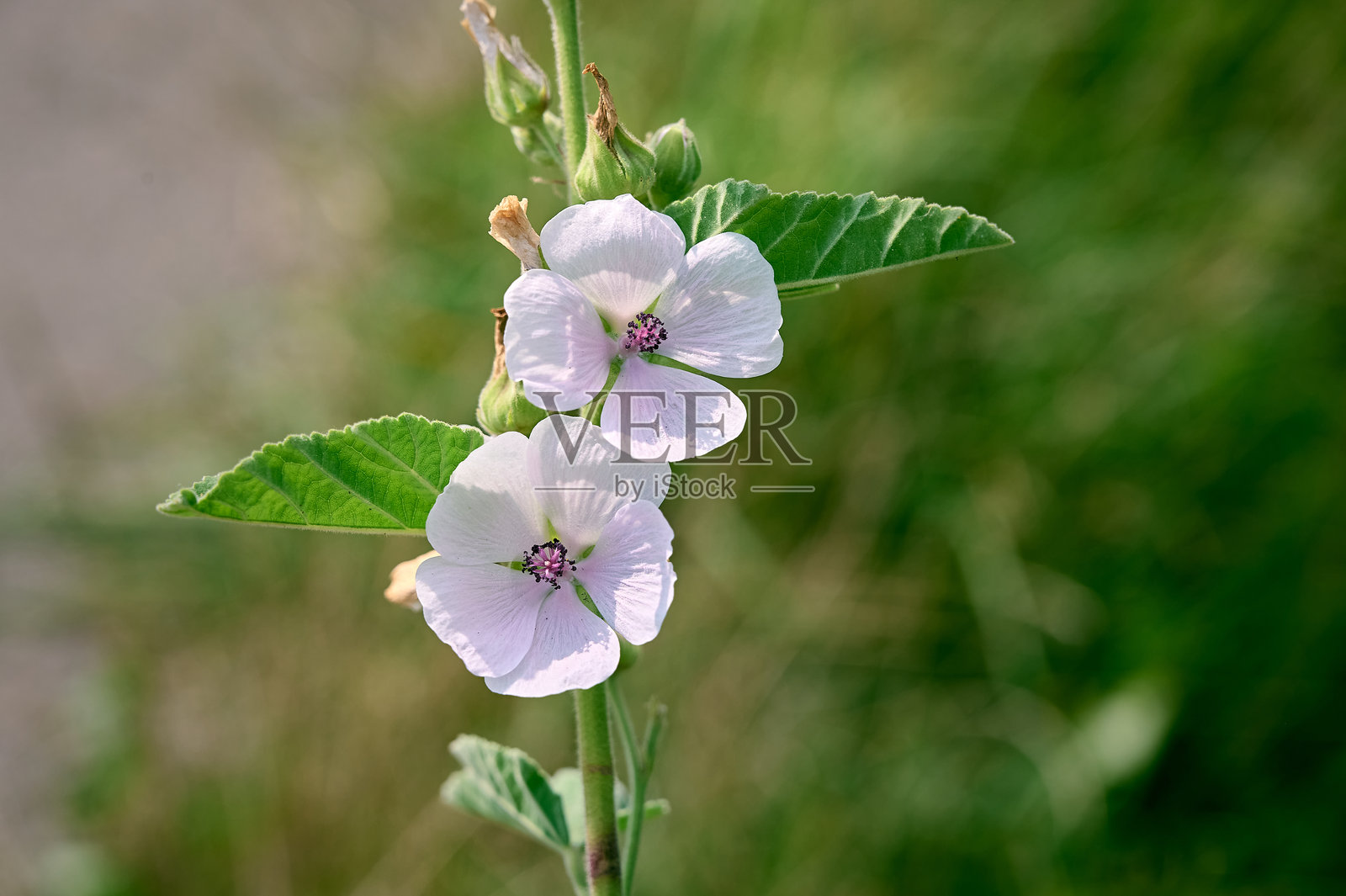 花园里的野花药蜀葵。照片摄影图片