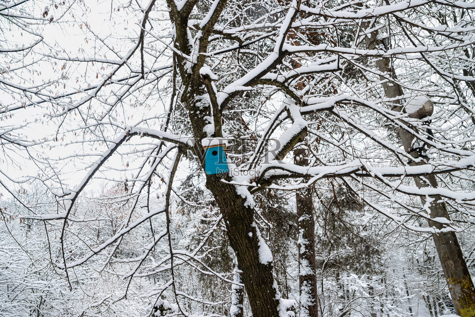 树上空的蓝色木制鸟屋。照片摄影图片