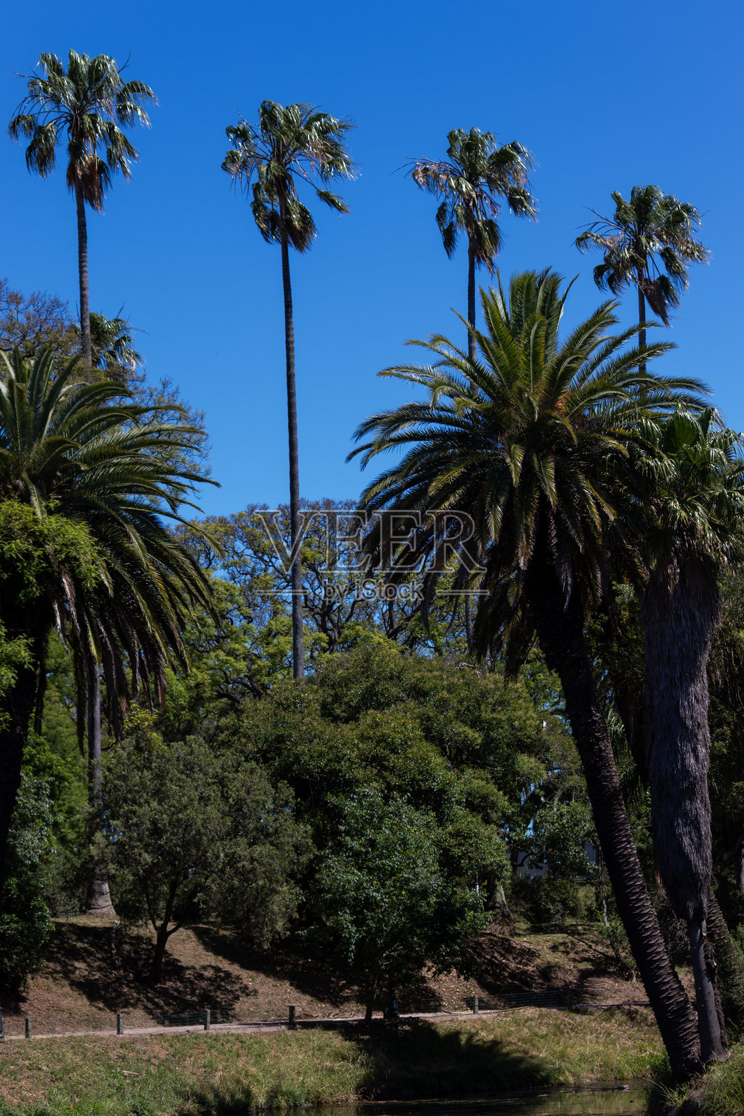乌拉圭蒙得维的亚罗多公园的愉快漫步。照片摄影图片