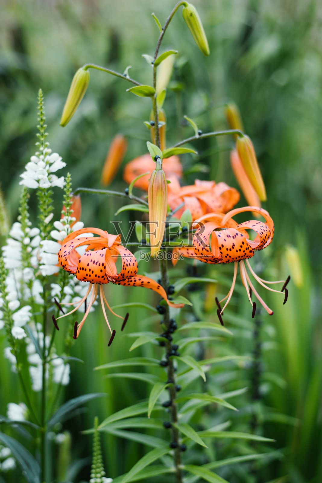 夏日花园盛开的虎百合花照片摄影图片