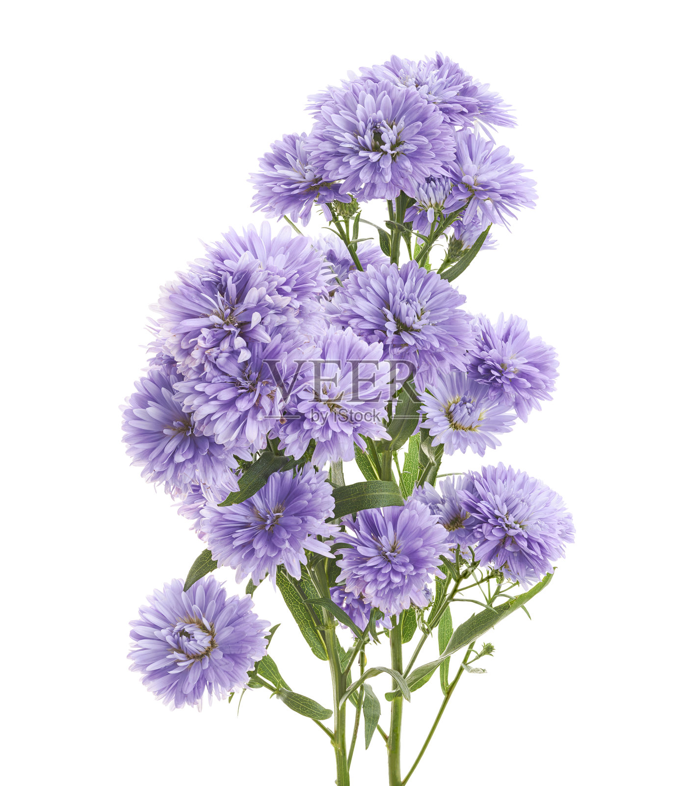 白色背景上的薰衣草紫菀花束，带裁剪路径照片摄影图片