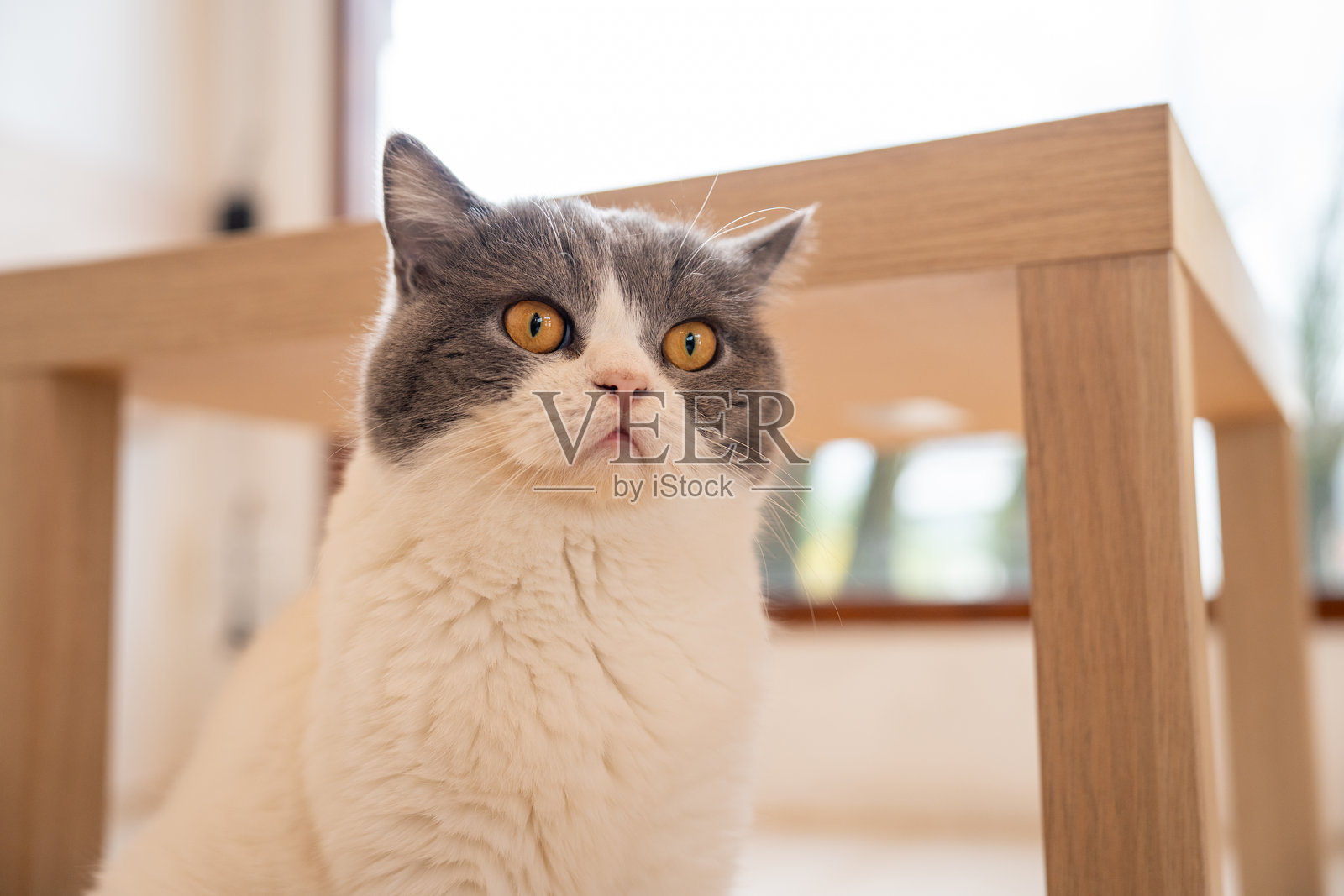 可爱的猫咪肖像，坐在现代客厅里，平静地休息，并用警惕的眼睛观察着阳光，享受着温暖与宁静的居家景观。照片摄影图片