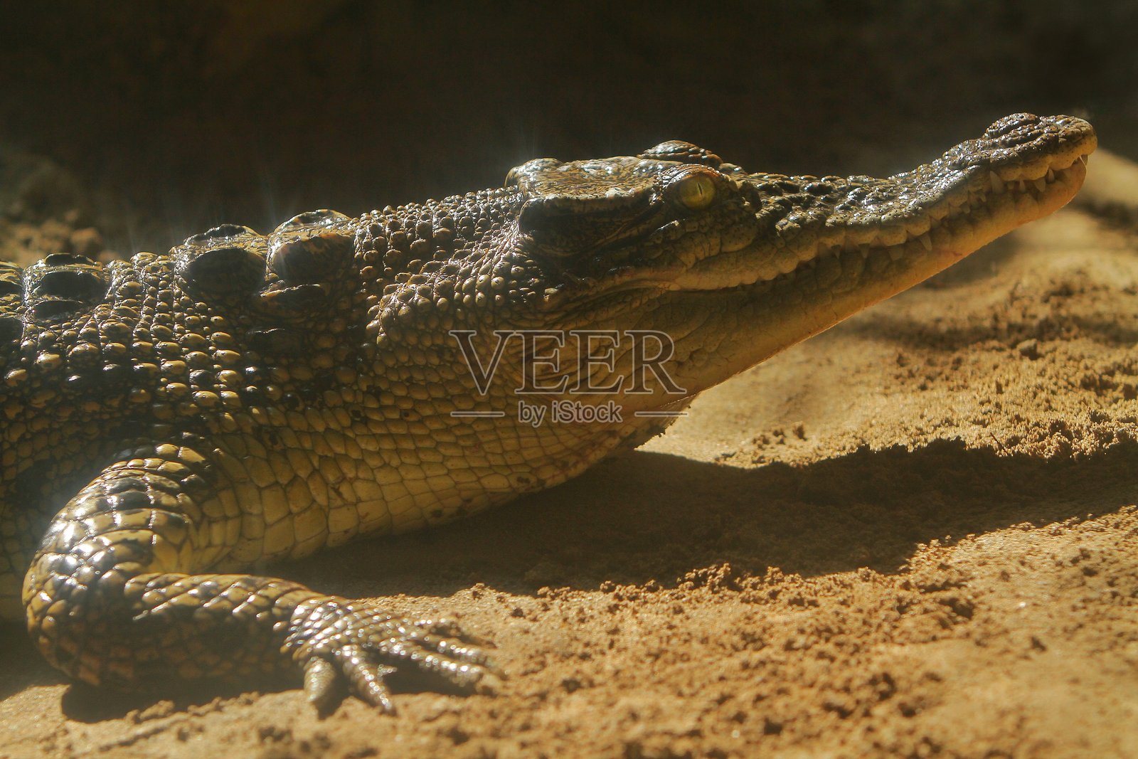 鳄鱼照片摄影图片