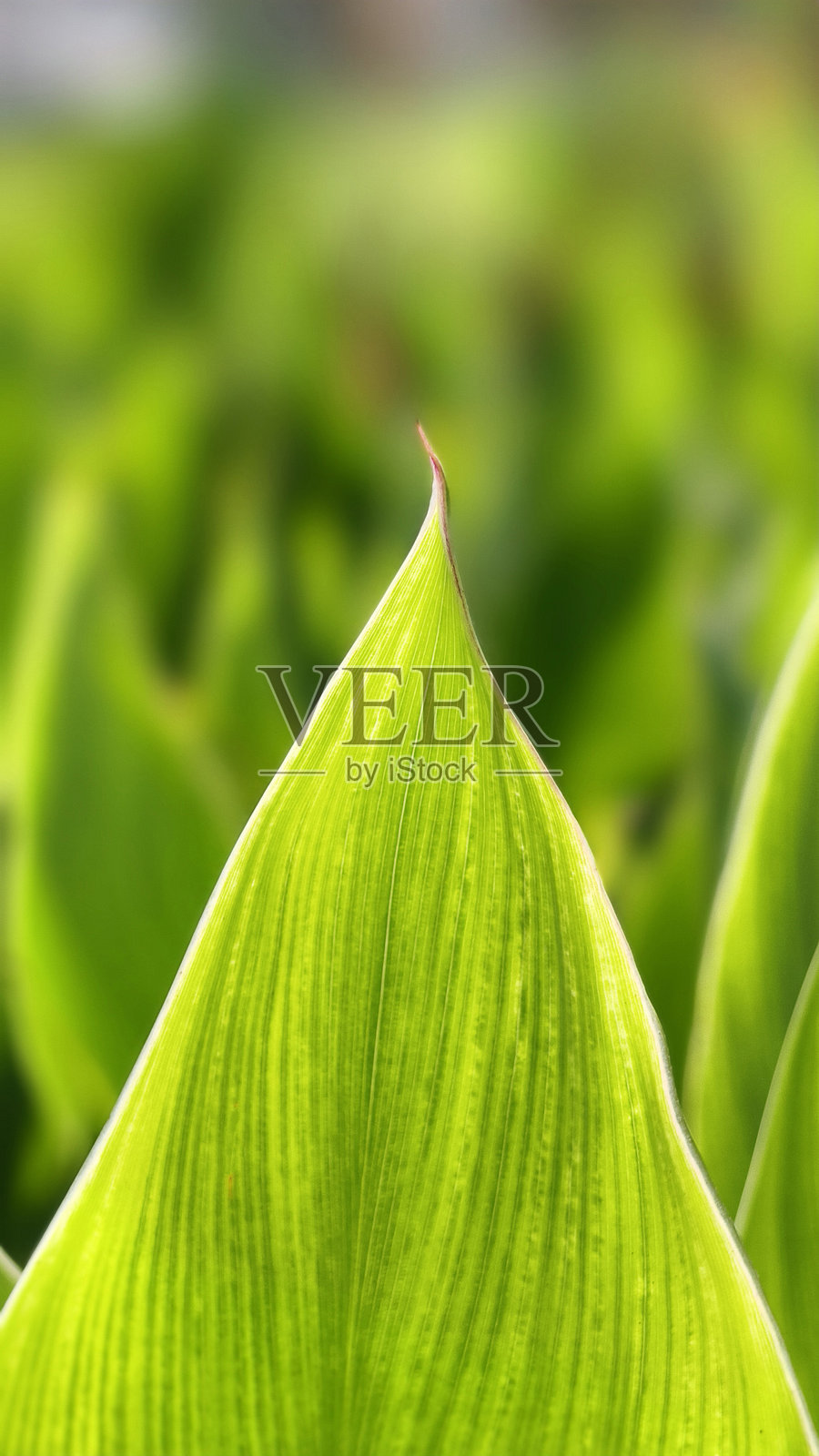 特写一株亮绿色的叶子，叶尖尖锐，叶脉清晰可见。柔和的绿色模糊背景衬托出叶子的自然之美。照片摄影图片