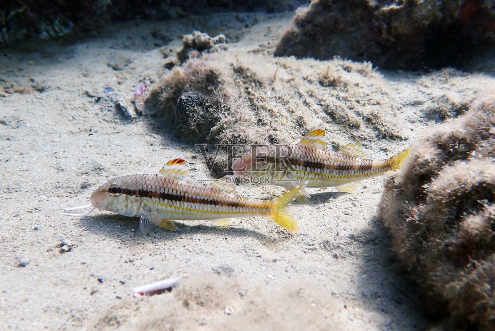 条纹红鲂照片摄影图片