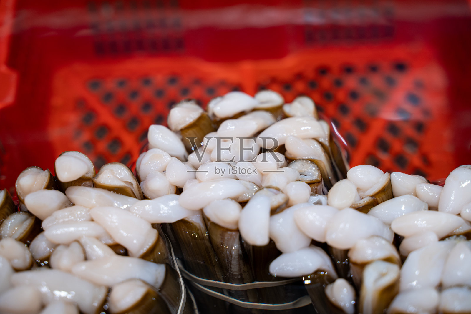 海鲜市场篮子里鲜活的象拔蚌特写镜头。照片摄影图片
