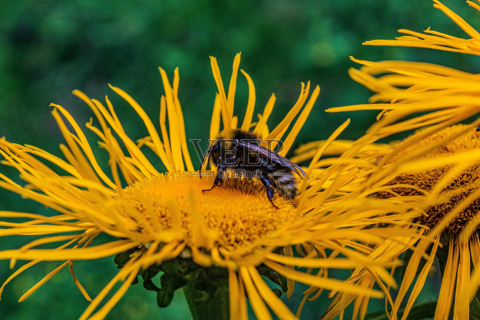 宏观照片，动物，自然 - 欧洲，东欧照片摄影图片