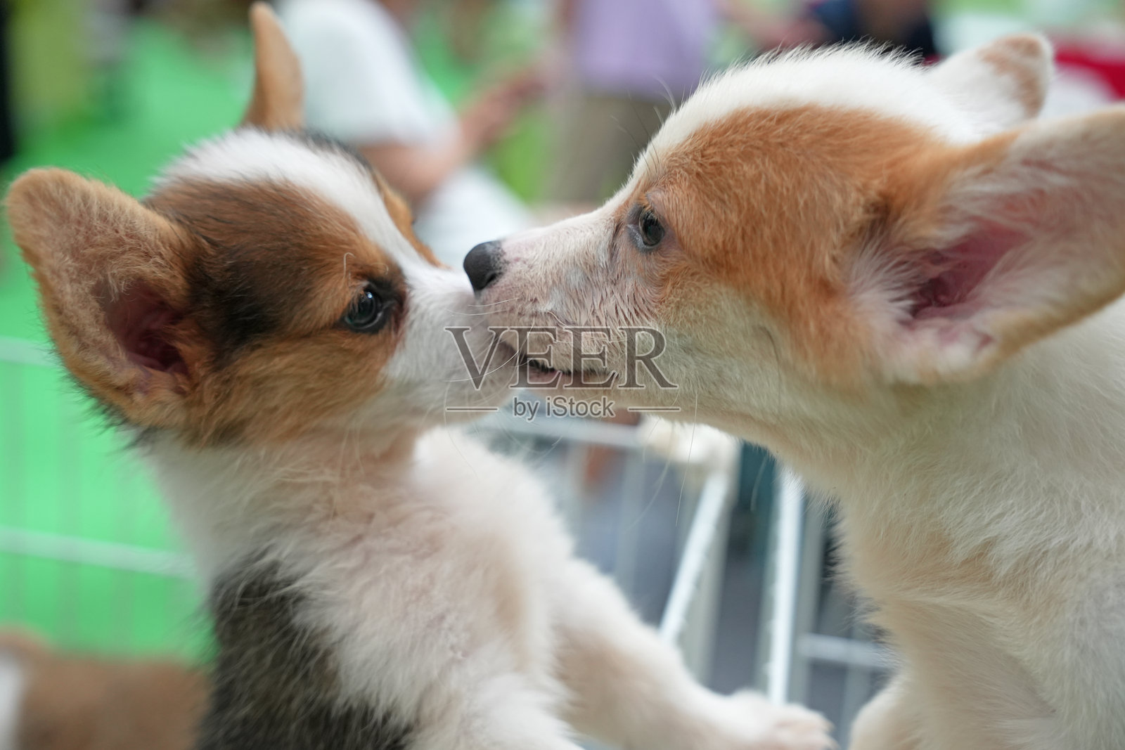 两只小狗互相嬉戏地依偎和亲吻照片摄影图片