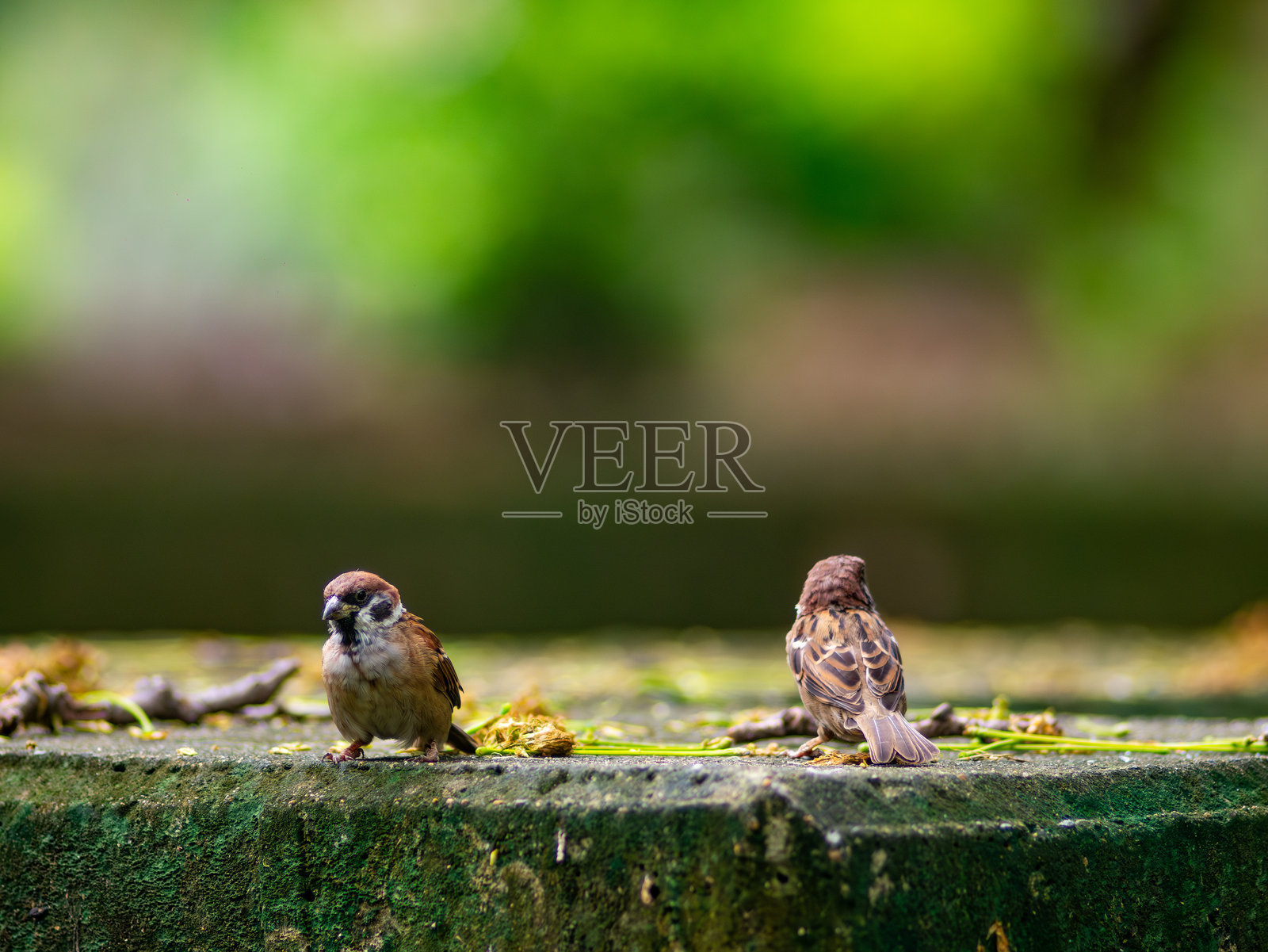 一只小巧可爱的麻雀，栖息在郁郁葱葱、湿润的自然环境中，背景是充满生机的热带绿叶。照片摄影图片