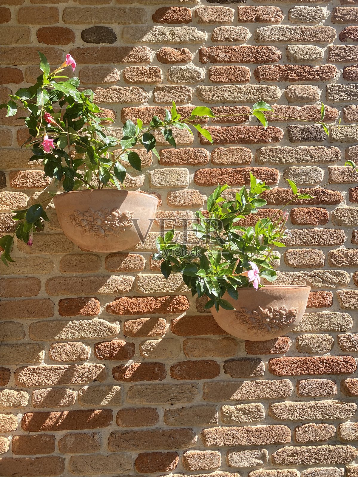 意大利阿布鲁佐皮内托，质朴的砖墙上摆放着两个陶土花盆，里面种着粉色的曼陀罗花。照片摄影图片