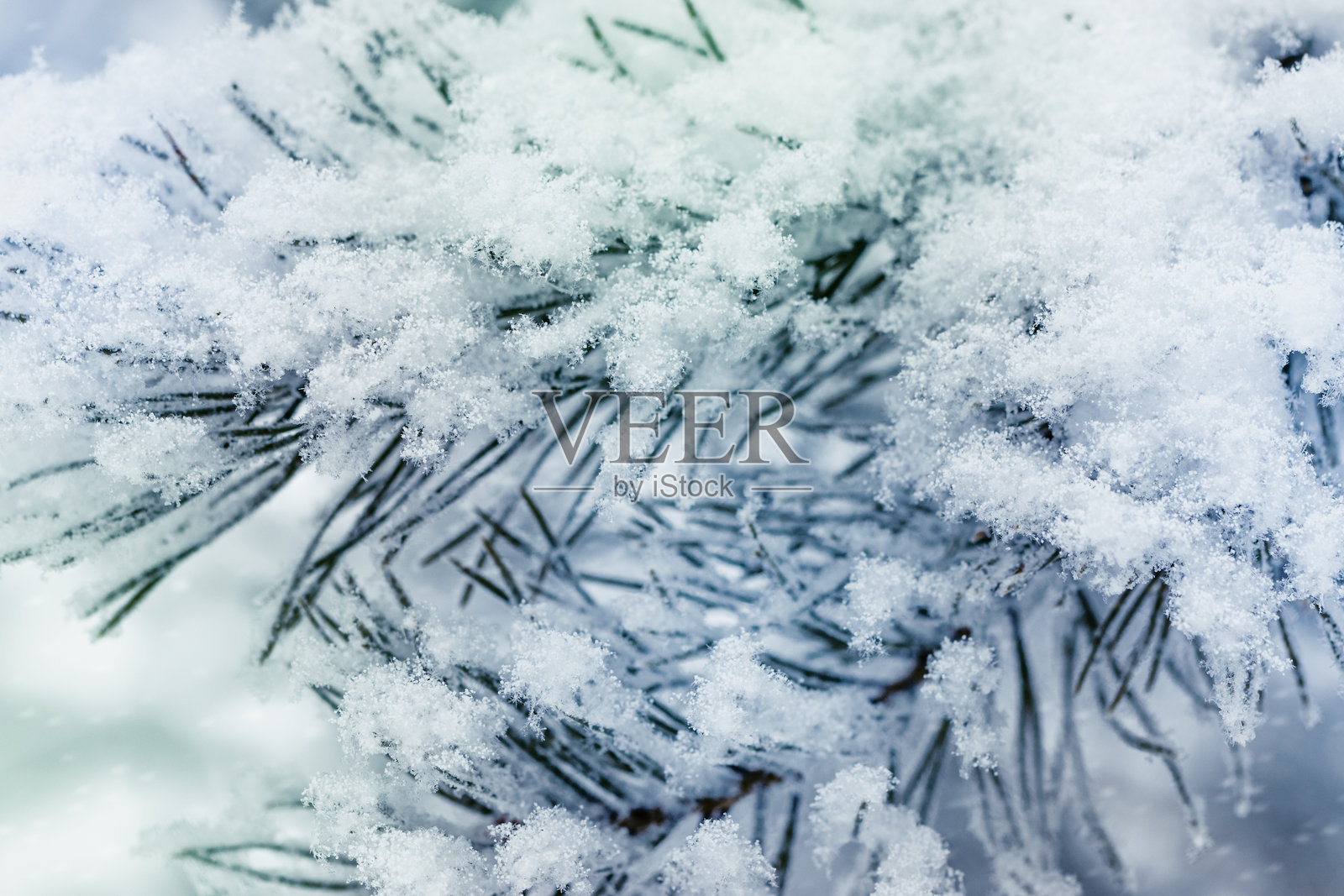 冬日松树枝覆雪，雪覆冷杉枝特写带雪花，蓝绿色渐变自然背景，唯美冬日景观，柔和冰冷色调的自然场景照片摄影图片