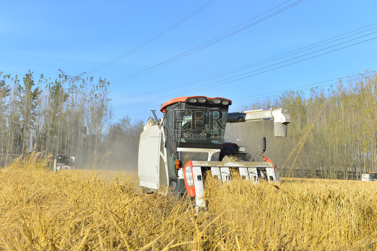 成熟的水稻正在田间收割照片摄影图片