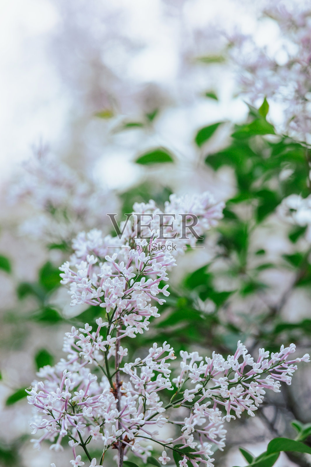 春天，宁静的花园里盛开着美丽的丁香花照片摄影图片