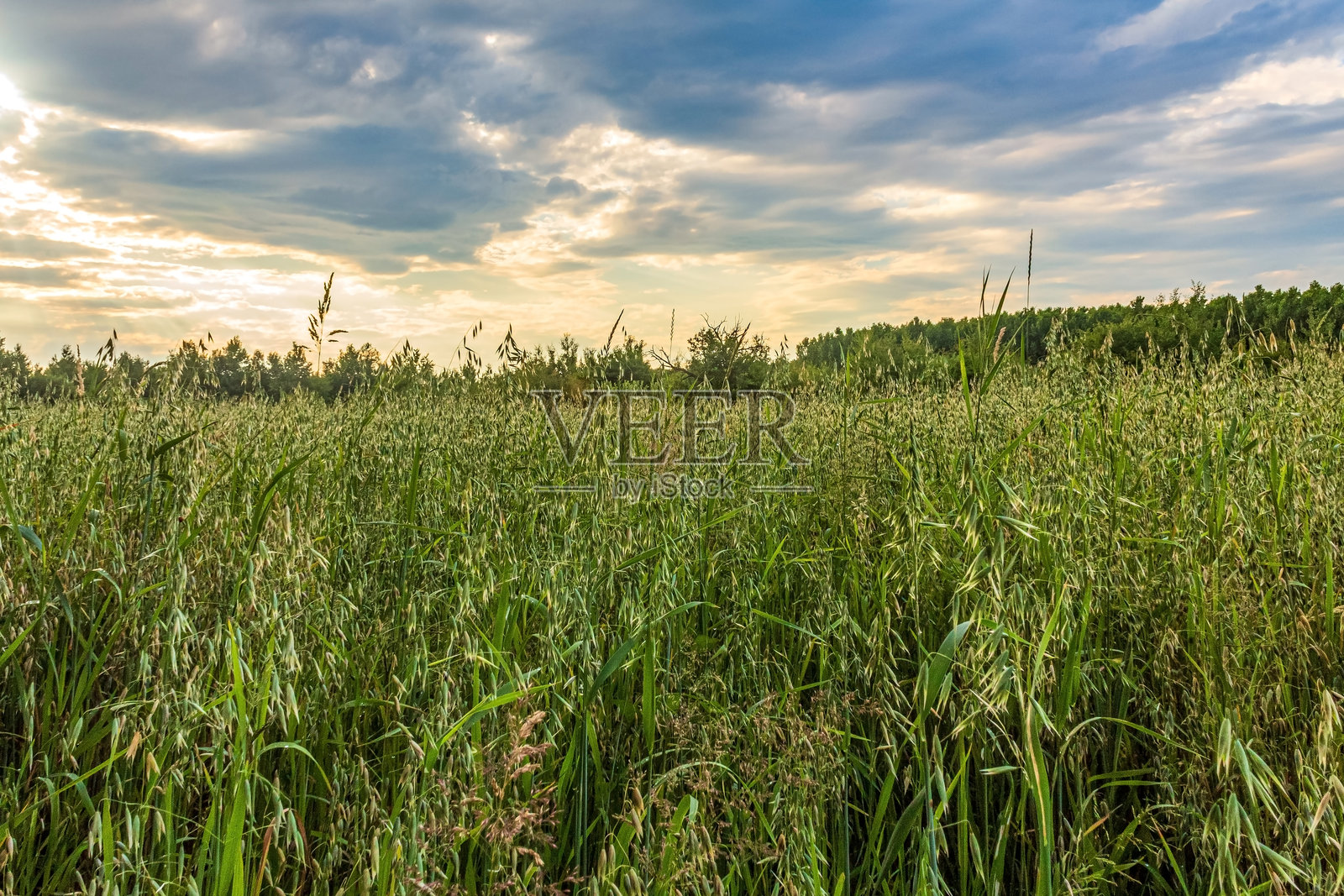 风景，森林，喀尔巴阡山脉，欧洲自然风光，东欧照片摄影图片