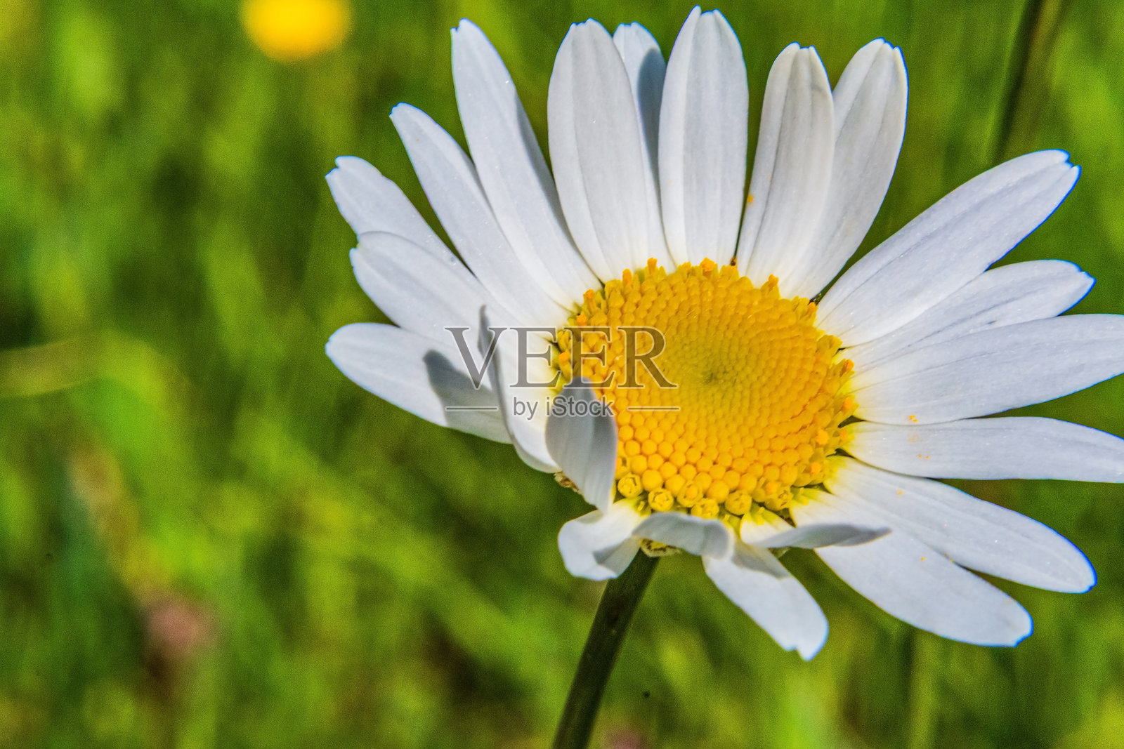 宏观摄影，动物，自然 - 欧洲，东欧照片摄影图片