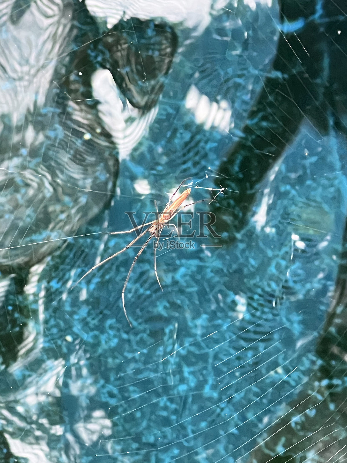 网纹蛛在鱼塘上方结网 (Tetragnatha Montana Spider Spinning Web Over Fish Pond)照片摄影图片