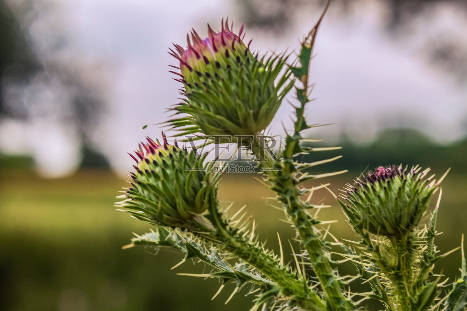 宏观照片，动物，自然 - 欧洲，东欧照片摄影图片