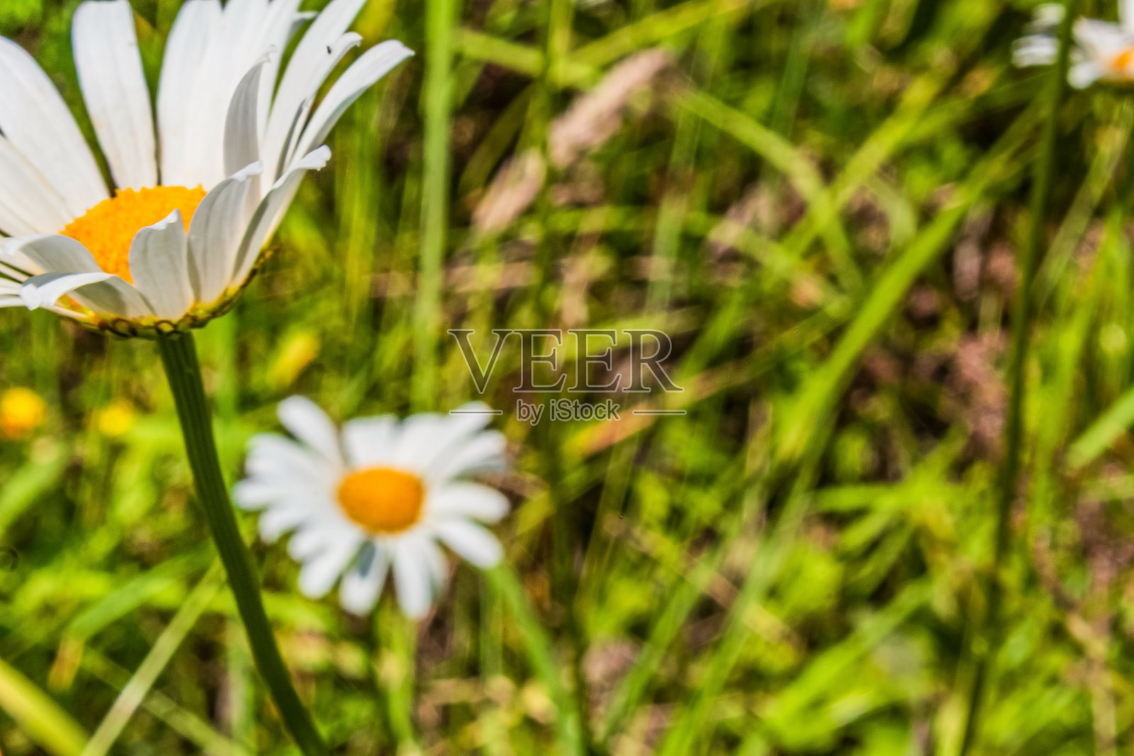 宏观照片，动物，自然 - 欧洲，东欧照片摄影图片