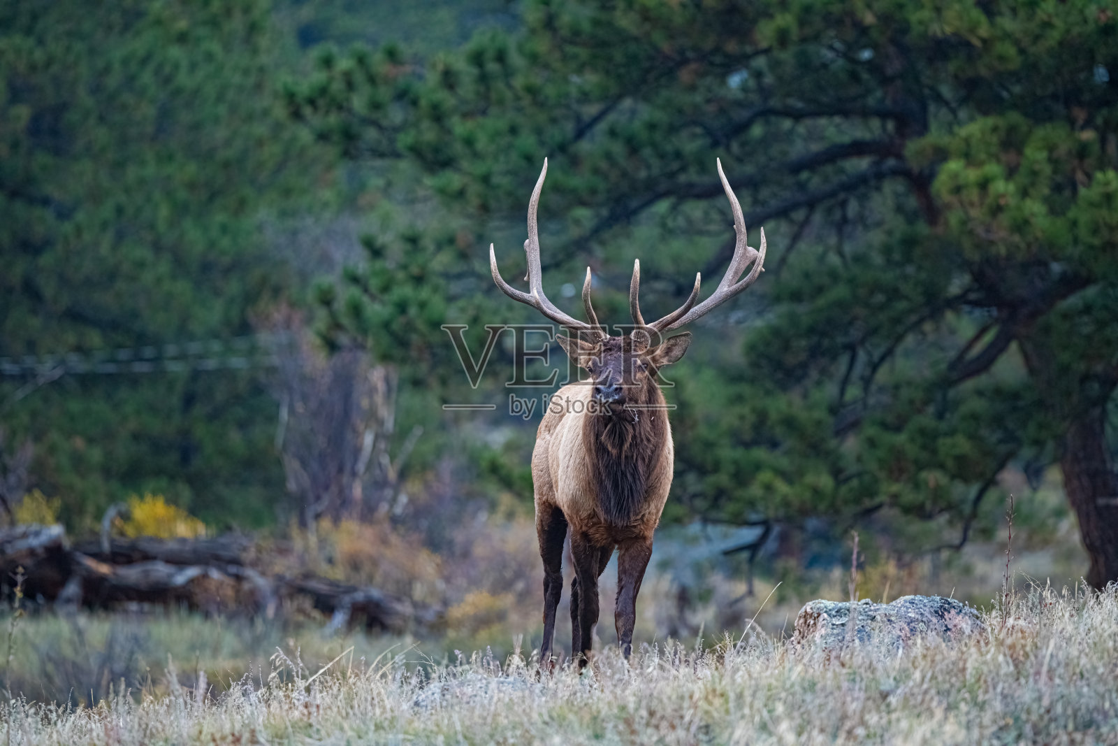 雄性麋鹿在山顶上呼唤它的“后宫”，驱赶着母鹿们待在一起。照片摄影图片