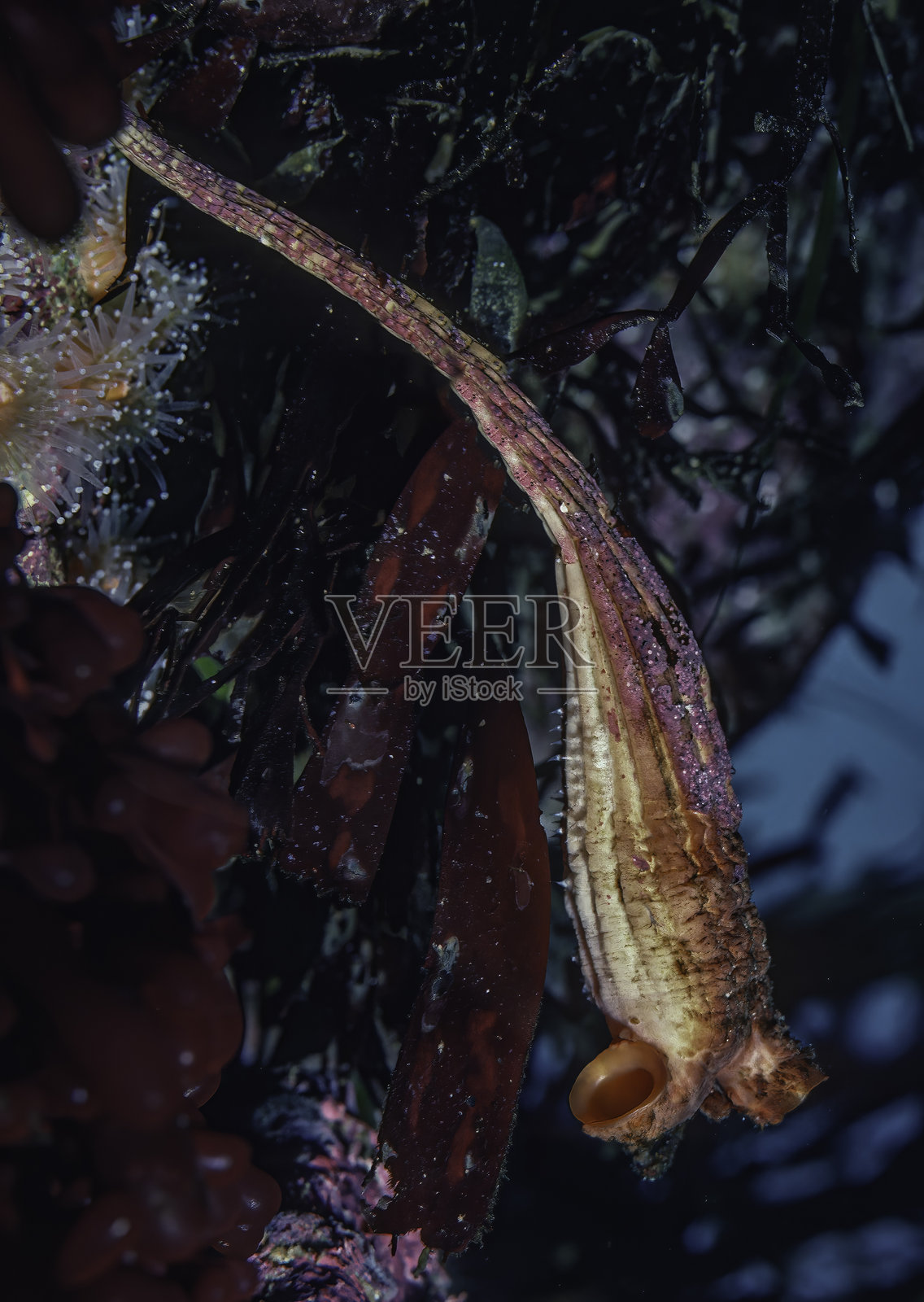 Styela montereyensis，也被称为柄海鞘、蒙特雷柄海鞘和长柄海鞘，是一种孤立的海鞘。它有一个圆柱形、黄色至深红褐色的身体和一个细长的柄，用于将其固定在岩石上。照片摄影图片