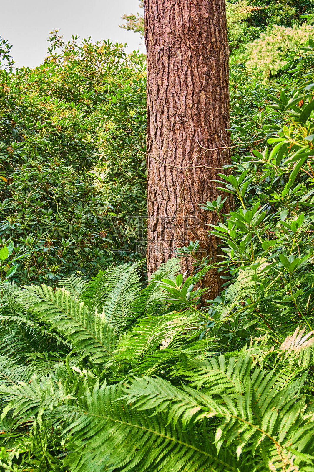 初夏时节，郁郁葱葱的森林地面上，蕨类植物和树木都披上了鲜亮的绿叶。照片摄影图片
