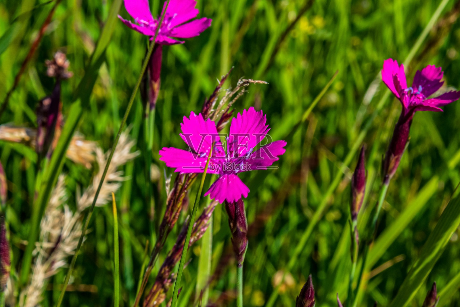 宏观照片，动物，自然 - 欧洲，东欧照片摄影图片