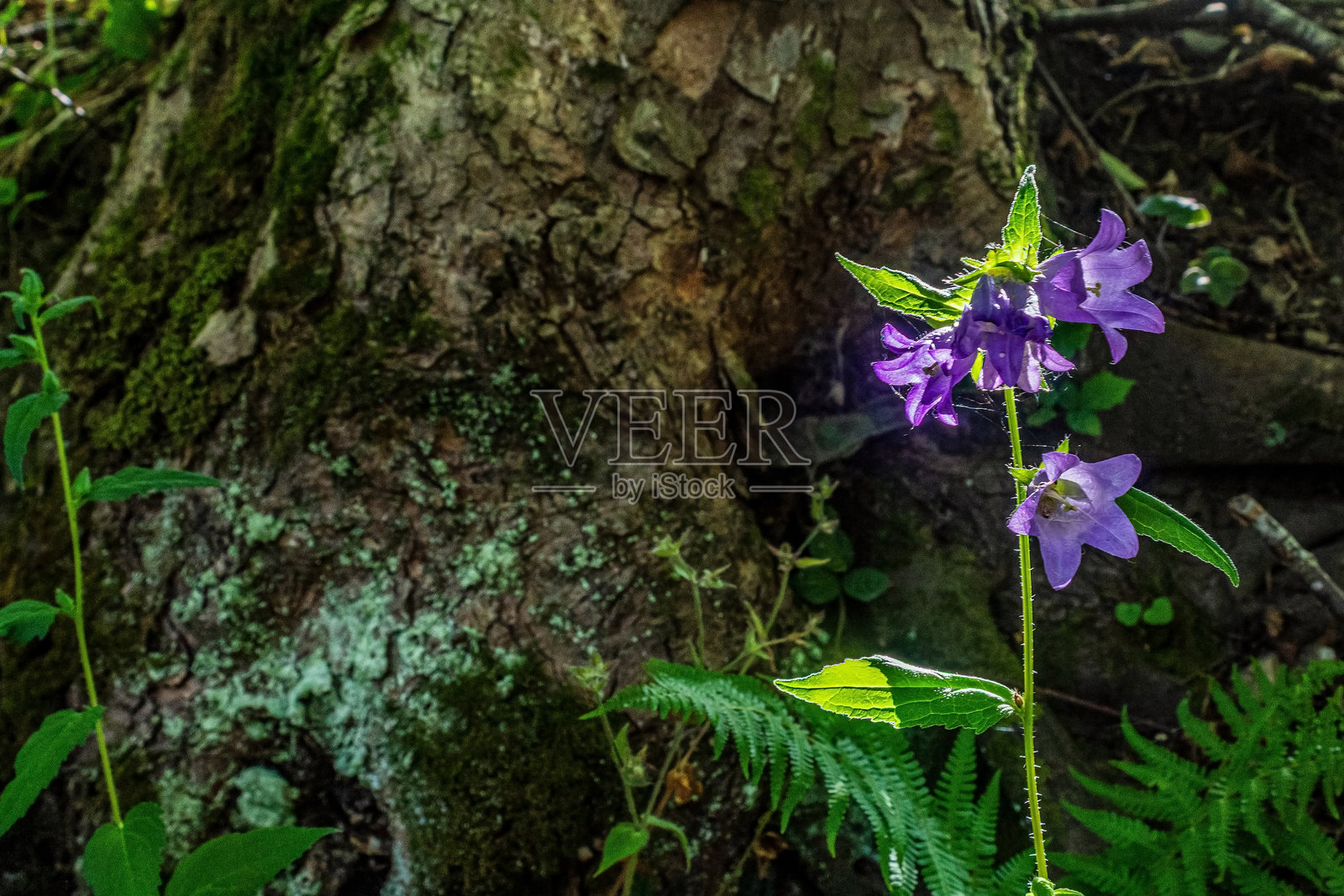 宏观照片，动物，自然 - 欧洲，东欧照片摄影图片