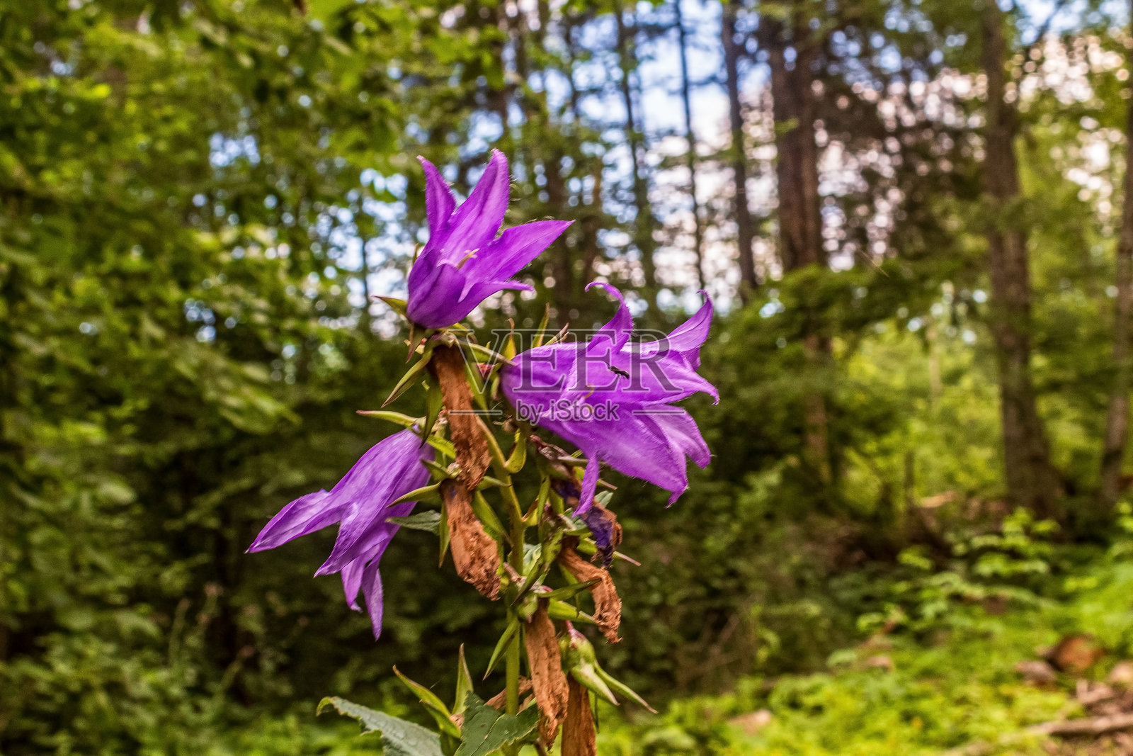 宏观照片，动物，自然 - 欧洲，东欧照片摄影图片