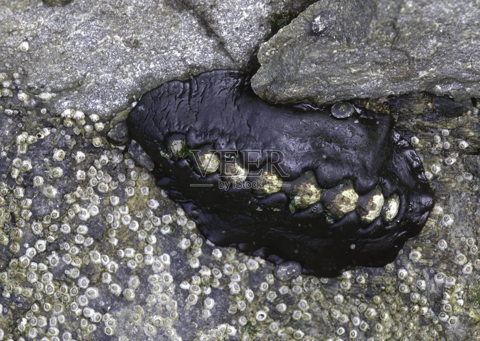 黑凯蒂石鳖，也称黑皮革石鳖，黑石鳖或皮革石鳖，是石鳖科下的一种石鳖。位于阿拉斯加通加斯国家森林的西兄弟岛。照片摄影图片